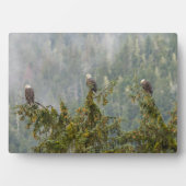 Plaque Photo Aigles chauds | Tongass National Forest Alaska (Devant)