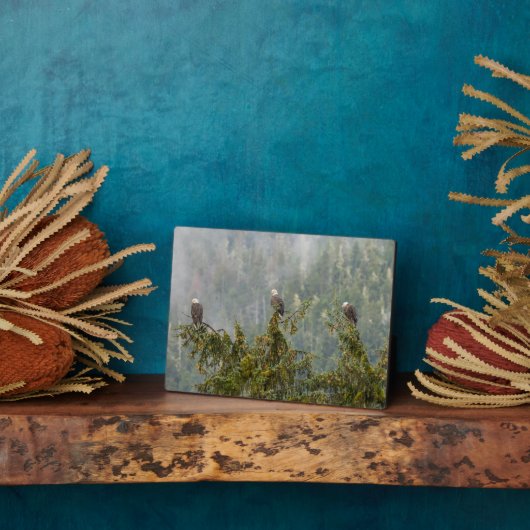 Plaque Photo Aigles chauds | Tongass National Forest Alaska (Côté)