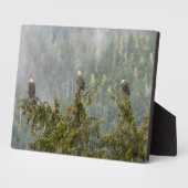 Plaque Photo Aigles chauds | Tongass National Forest Alaska (Côté)