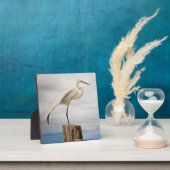 Plaque Photo Aiguille talentueuse | Fort Myers Beach, Floride (Insitu)