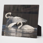 Plaque Photo Aimer les cygnes (Côté)