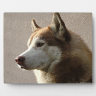 Plaque Photo Alaskan Malamute Chien photo
