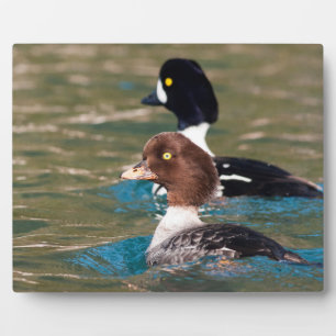Plaque Photo Alert Goldeneye