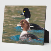 Plaque Photo Alert Goldeneye (Côté)