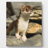Plaque Photo Alerte Weasel (Devant)