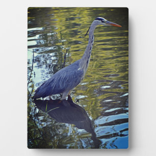 Plaque Photo Alimentation de héron dans l'étang à RHS Wisley, R