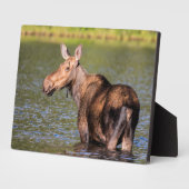 Plaque Photo Alimentation de l'orignal dans le parc national de (Côté)