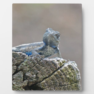 Plaque Photo Alligator du ventre bleu Lizard