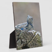 Plaque Photo Alligator du ventre bleu Lizard (Côté)