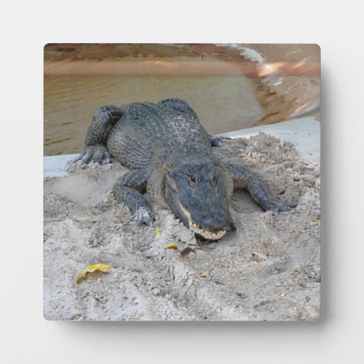Plaque Photo Alligator, Fort Lauderdale, Floride (Devant)