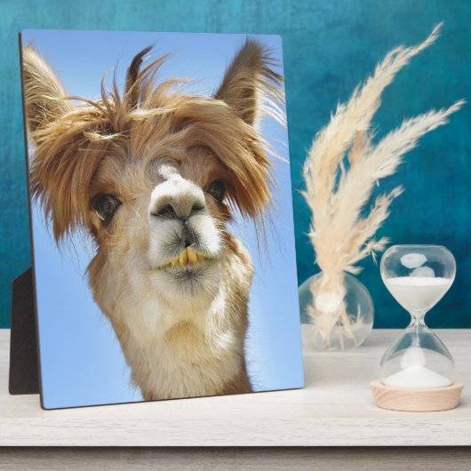 Plaque Photo Alpaca avec la tête folle (Côté)