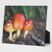 Plaque Photo Amanita family mushrom (Côté)