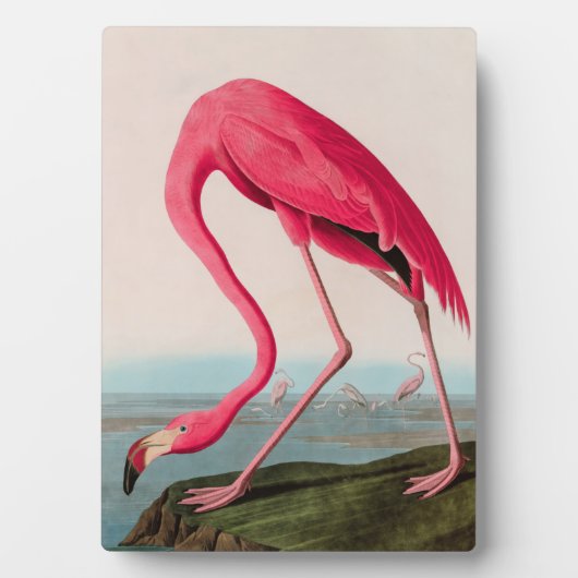 Plaque Photo American Flamant rose Birds of America Audubon Imp (Devant)