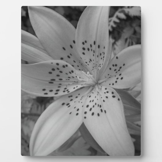 Plaque Photo American Tiger Lily (Devant)