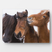 Plaque Photo Amis islandais du cheval, Islande (Devant)