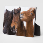 Plaque Photo Amis islandais du cheval, Islande (Côté)