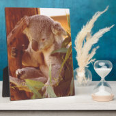 Plaque Photo Amour Koala (Côté)