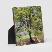 Plaque Photo An autumn walk (Recto)