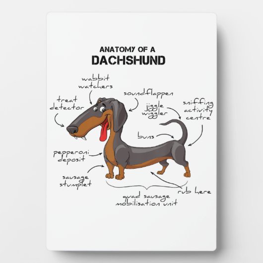 Plaque Photo Anatomie D'Un Dachshund - Drôle Chien (Devant)
