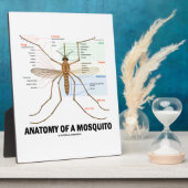 Plaque Photo Anatomie D'Un Moustique (Entomologie) (Côté)