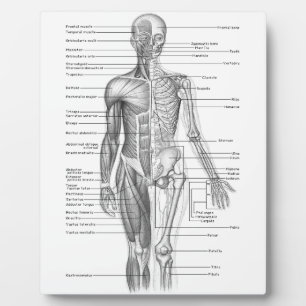 Plaque Photo Anatomie humaine
