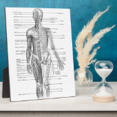 Plaque Photo Anatomie humaine (Côté)