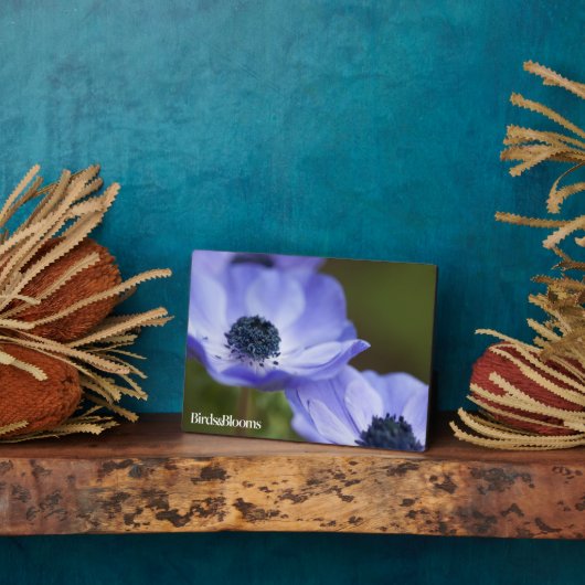 Plaque Photo Anémon bleu (Côté)