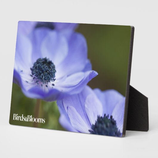 Plaque Photo Anémon bleu (Côté)