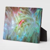 Plaque Photo Anémone multicolore (Côté)