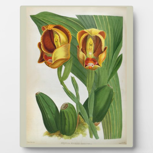 Plaque Photo Anguloa Ruckerii Sanguine Lindenia Orchid (Devant)