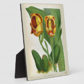 Plaque Photo Anguloa Ruckerii Sanguine Lindenia Orchid (Côté)