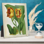 Plaque Photo Anguloa Ruckerii Sanguine Lindenia Orchid (Côté)