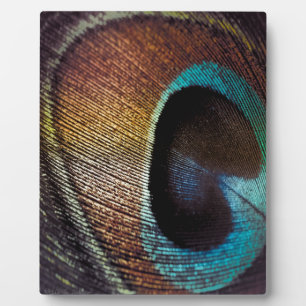 Plaque Photo Antique Hues Peacock Feather Eye