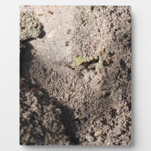 Plaque Photo Ants Go Marching