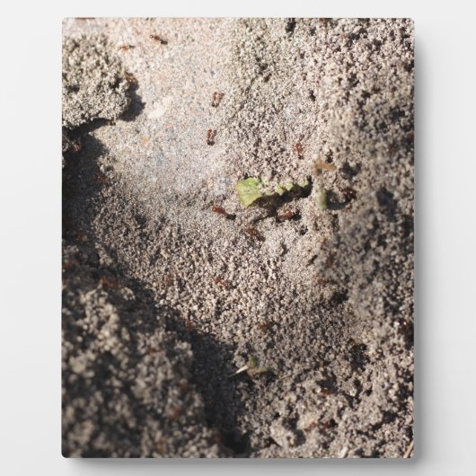 Plaque Photo Ants Go Marching (Devant)
