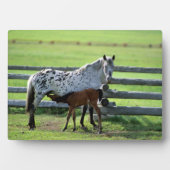 Plaque Photo Appaloosa Mare et Cheval de Colt (Devant)