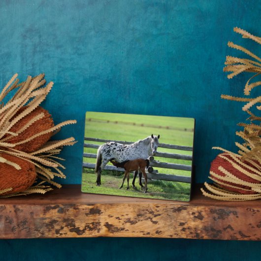 Plaque Photo Appaloosa Mare et Cheval de Colt (Côté)