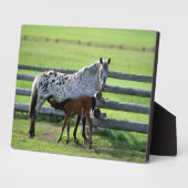 Plaque Photo Appaloosa Mare et Cheval de Colt (Côté)