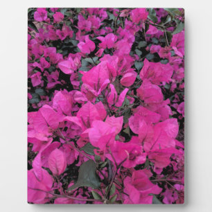 Plaque Photo Aquarelle-Bougainvilliers