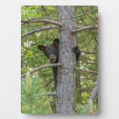 Plaque Photo Arborescence d'Escalades d'ours Cub (Devant)