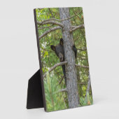 Plaque Photo Arborescence d'Escalades d'ours Cub (Côté)