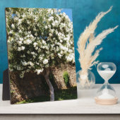 Plaque Photo Arbre De Jasmin En Fleur (Côté)