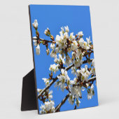 Plaque Photo Arbre de printemps blanc fleuri blanc (Côté)