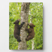 Plaque Photo Arbre d'Escalades de l'ours noir (Devant)