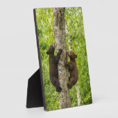 Plaque Photo Arbre d'Escalades de l'ours noir (Côté)