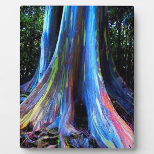 PLAQUE PHOTO ARBRE D'EUCALYPTUS DE HAWAII