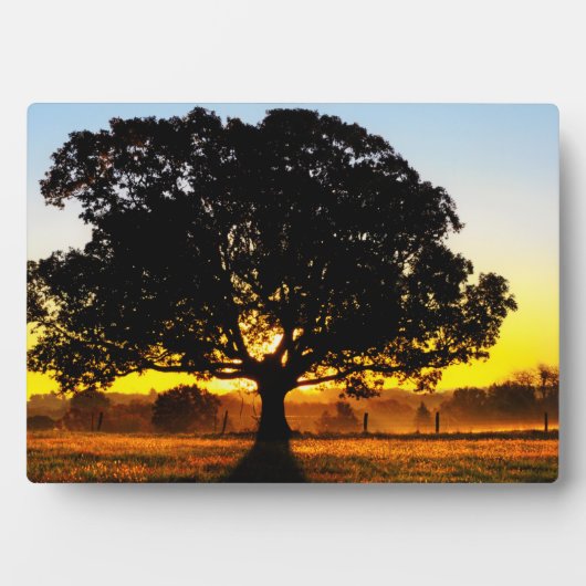 Plaque Photo Arbre du matin (Devant)