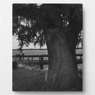 Plaque Photo Arbre et quai au bord de l'eau