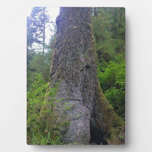 Plaque Photo Arbre géant d'épinette, Cap Perpetua, OU (Devant)