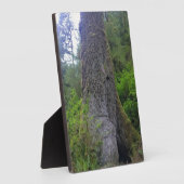 Plaque Photo Arbre géant d'épinette, Cap Perpetua, OU (Côté)